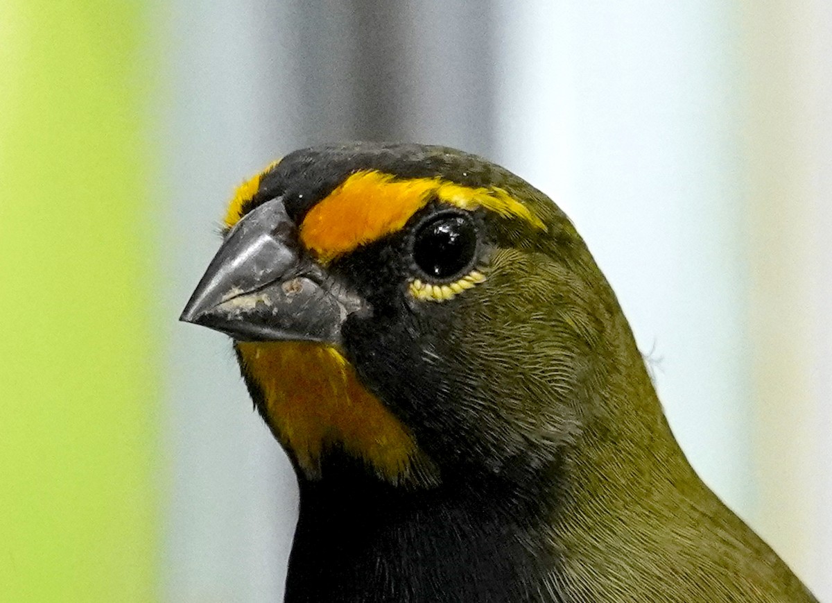 Yellow-faced Grassquit - ML613108512