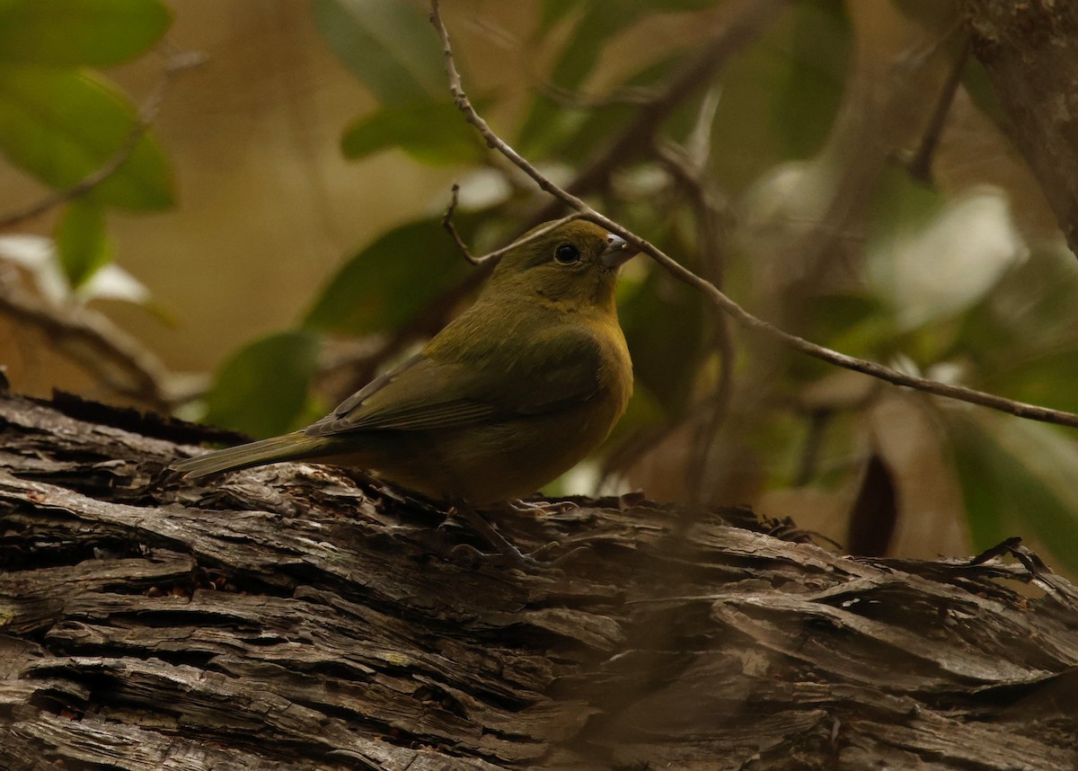 Painted Bunting - ML613108516