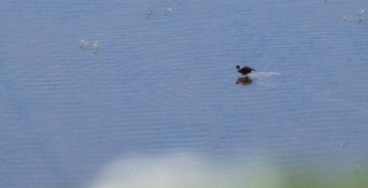 Gallinule d'Amérique - ML613108517