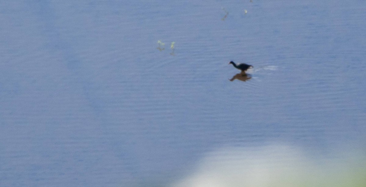 Gallinule d'Amérique - ML613108518