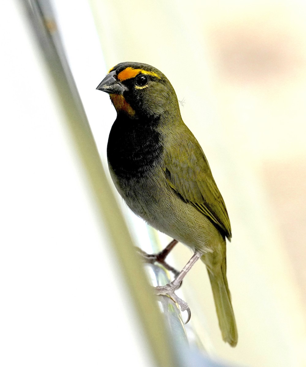 Yellow-faced Grassquit - ML613108519