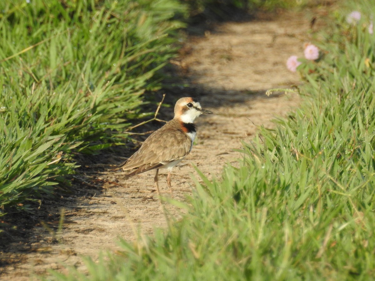 Pied Plover - ML613108540