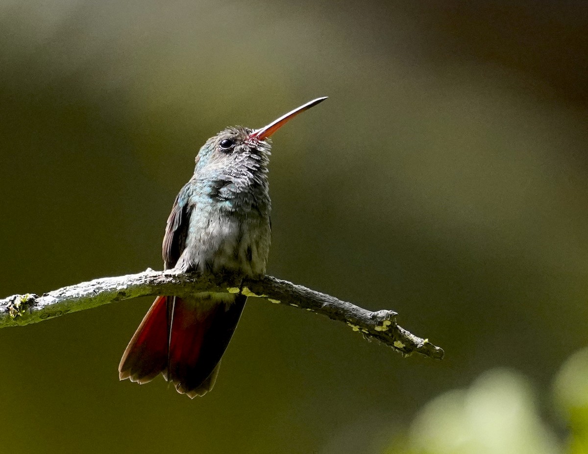 Rufous-tailed Hummingbird - ML613108543