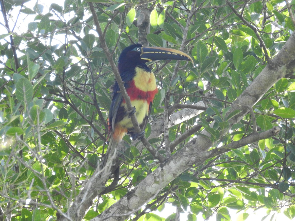 Chestnut-eared Aracari - ML613108558
