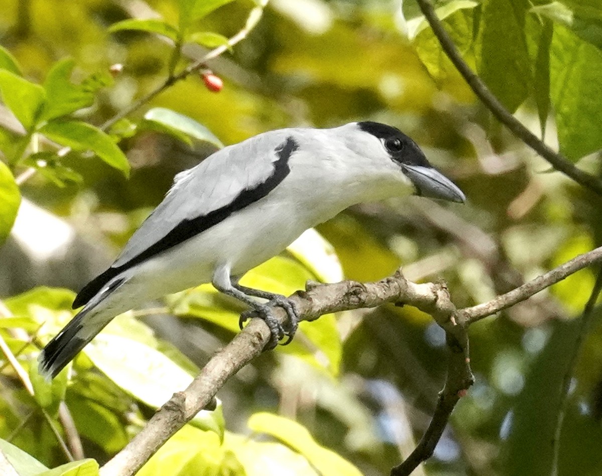 Black-crowned Tityra - Thomas Jackman