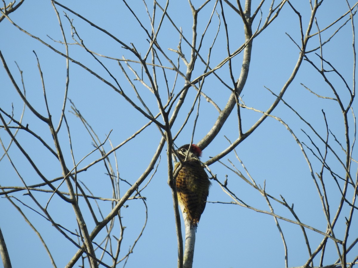 Spot-breasted Woodpecker - ML613108616