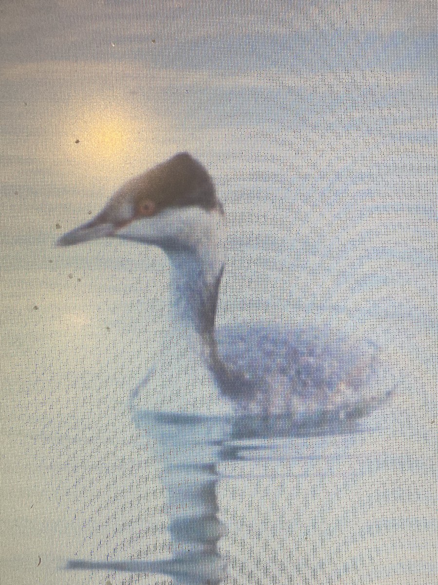 Horned Grebe - ML613108634