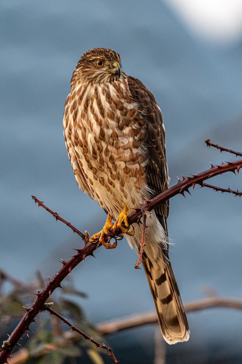 Sharp-shinned Hawk - ML613108658