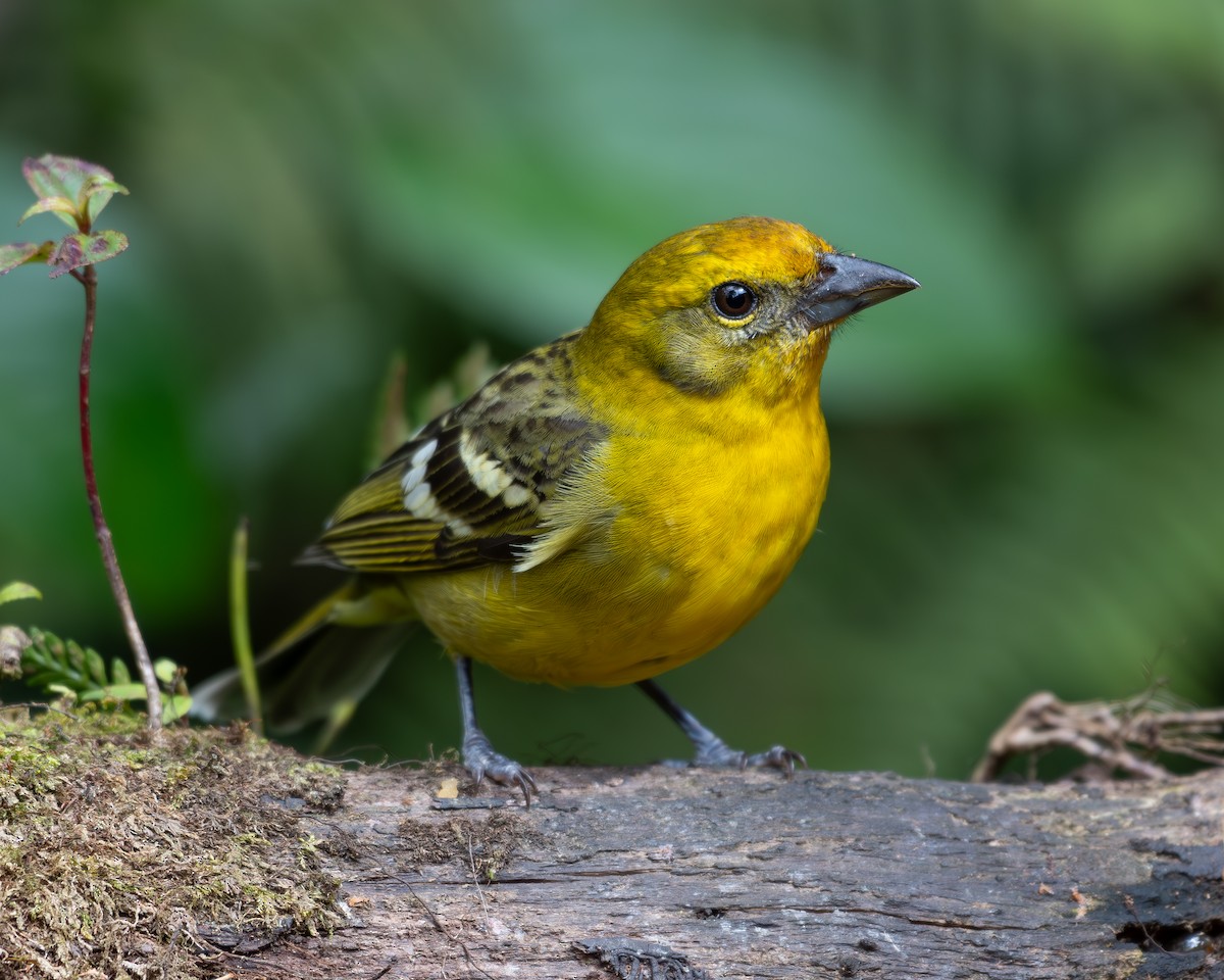 Flame-colored Tanager - Andres Paniagua