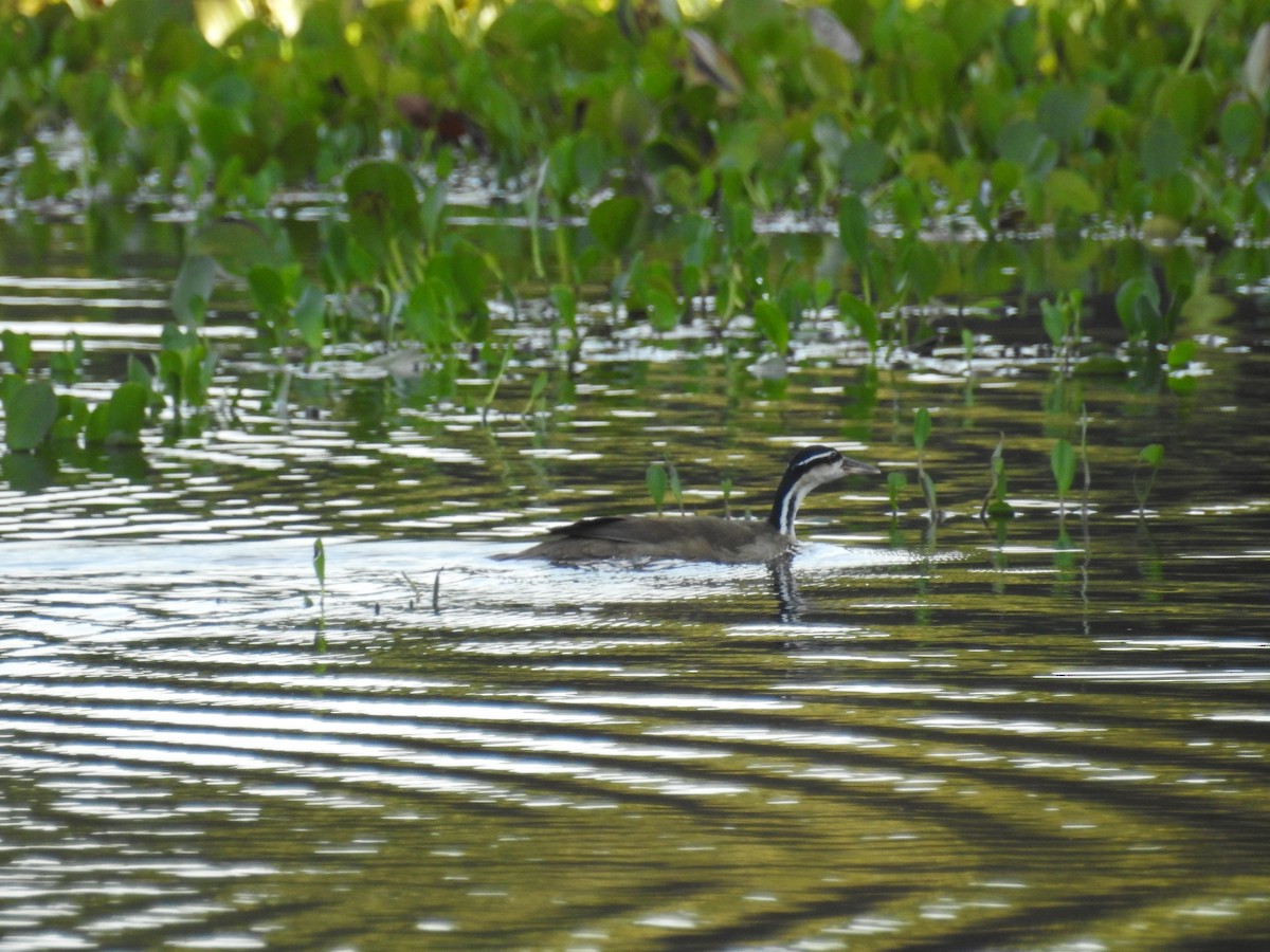 Sungrebe - ML613108666
