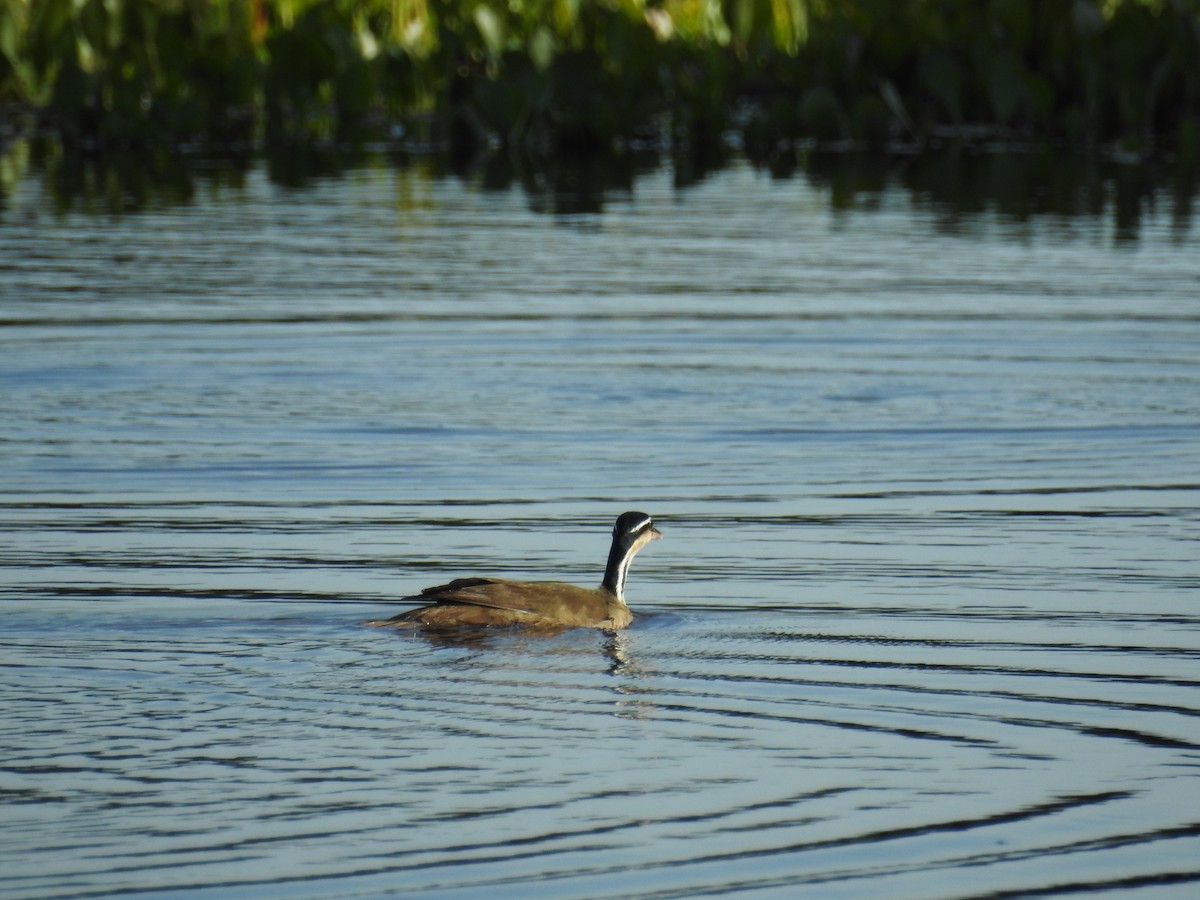 Sungrebe - ML613108667