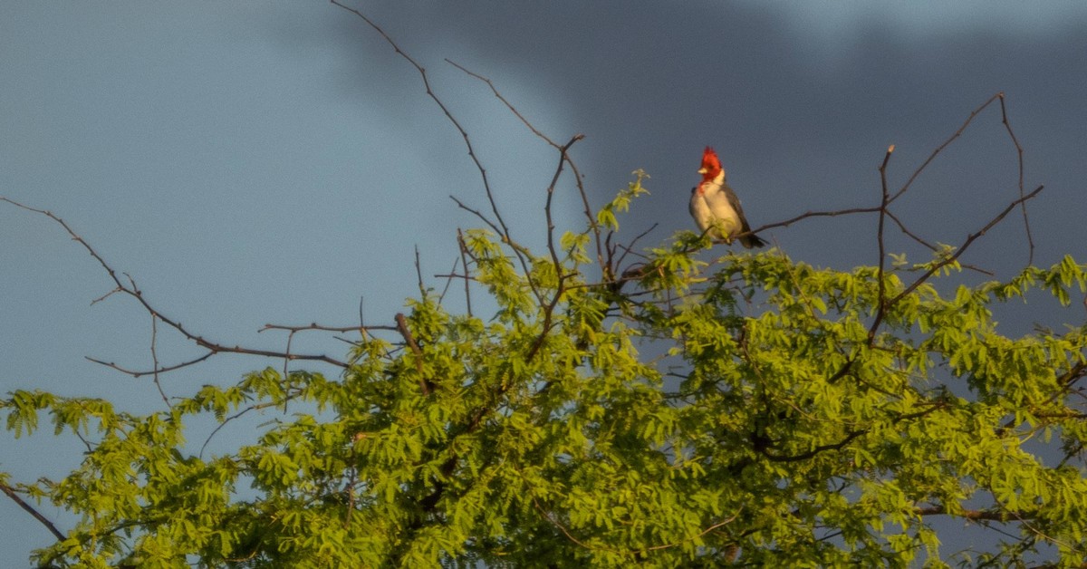Red-crested Cardinal - ML613108701