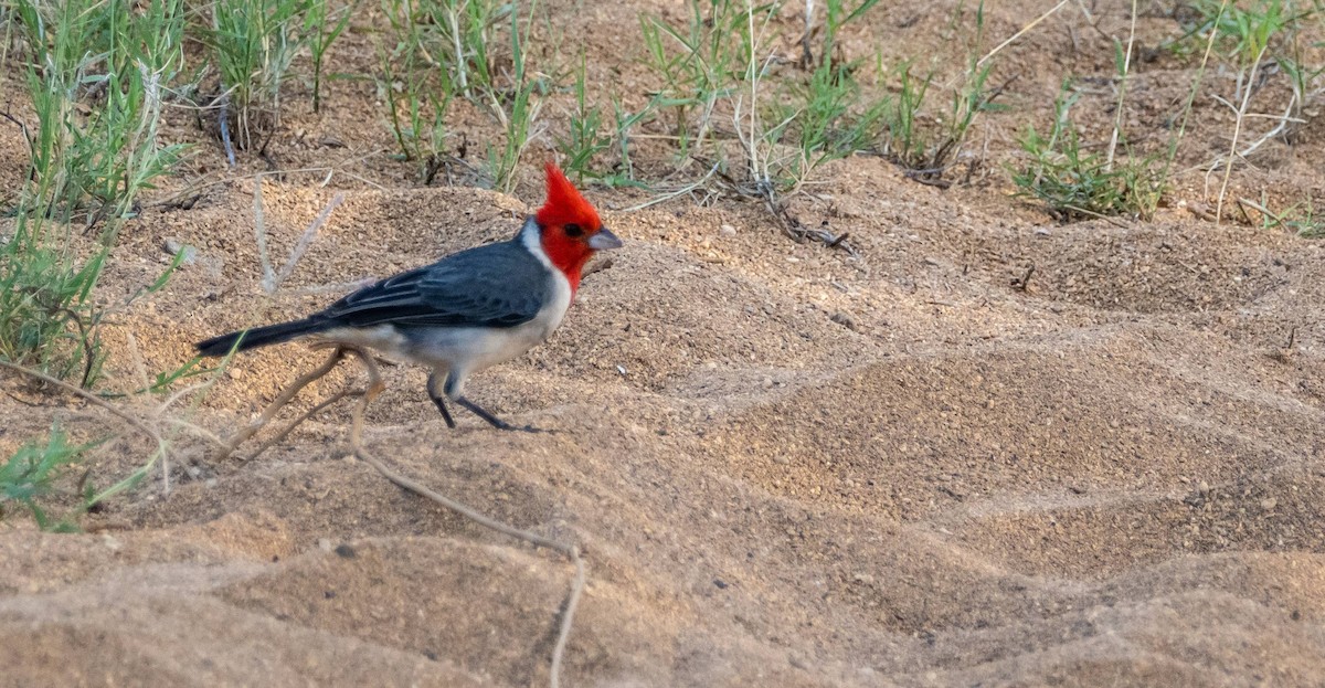 Red-crested Cardinal - ML613108702
