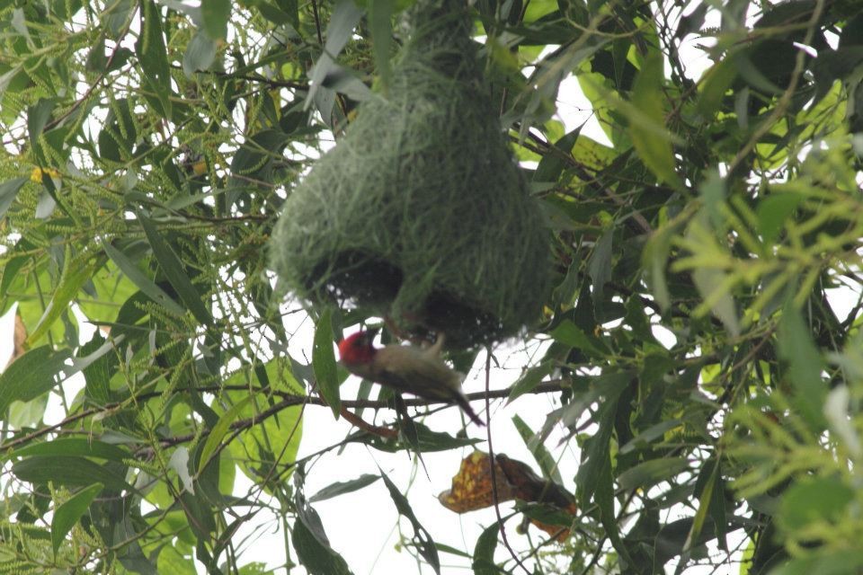 Red-headed Quelea - ML613108857