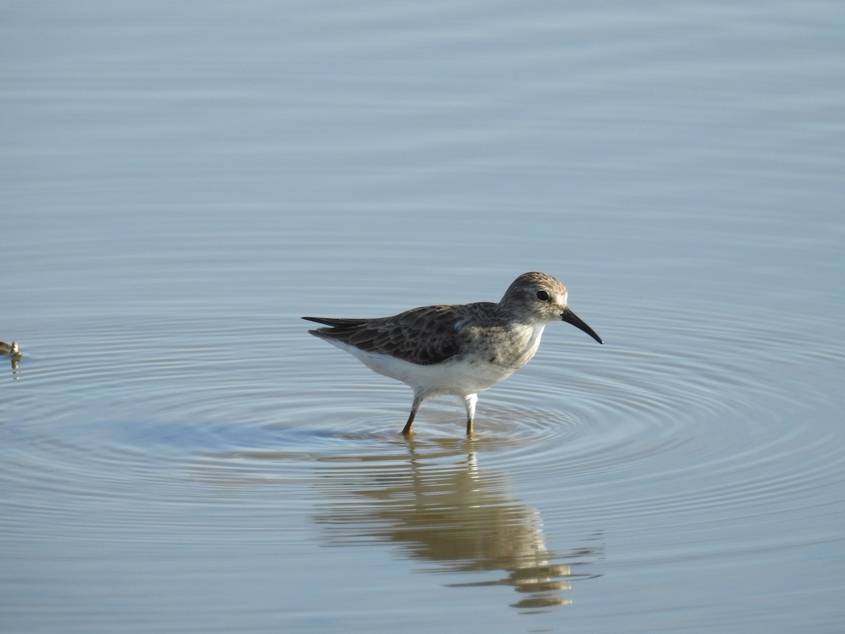 Least Sandpiper - ML613108863