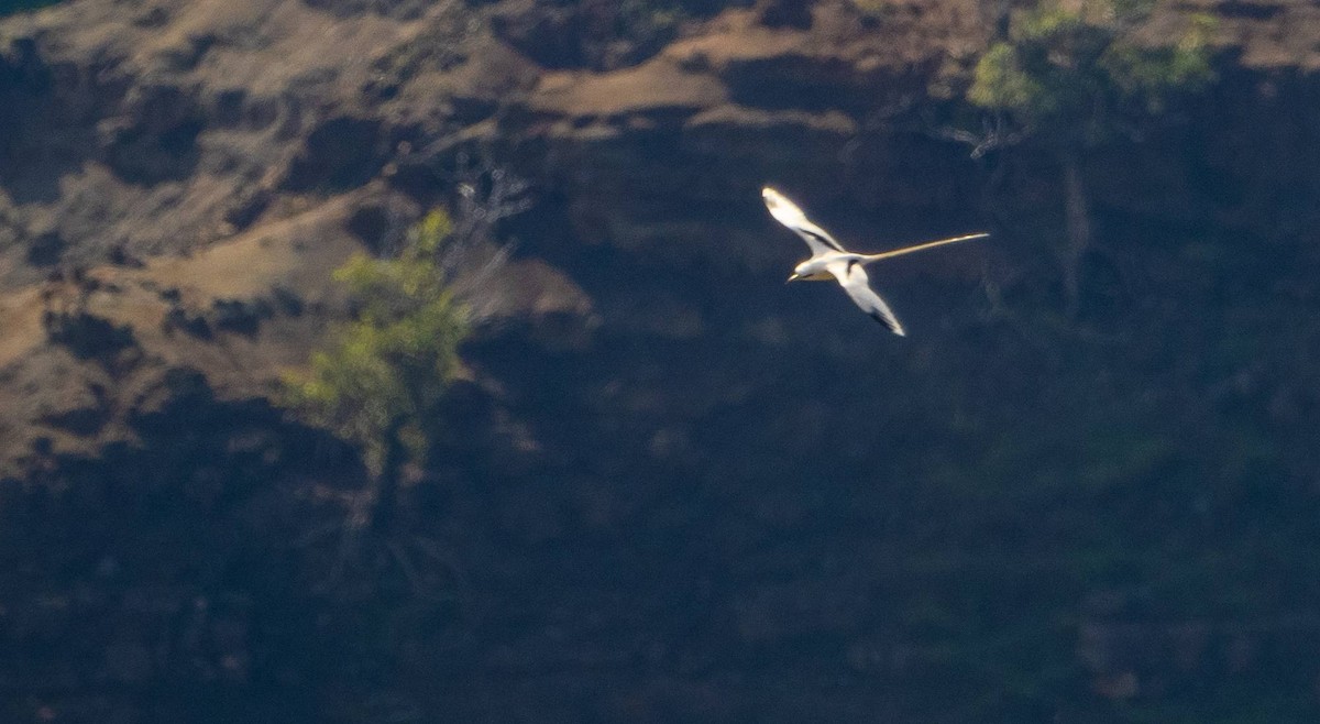 White-tailed Tropicbird - Matt M.