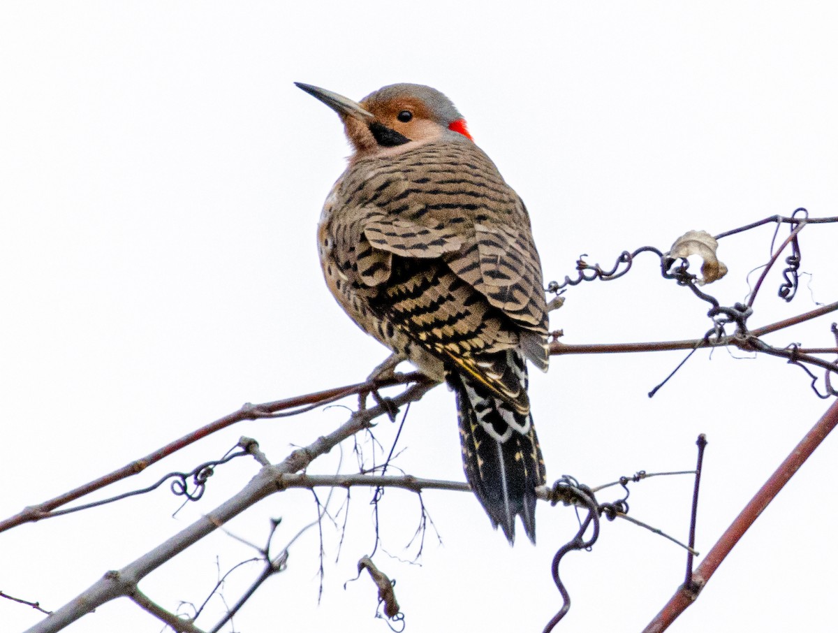 Northern Flicker - ML613108948