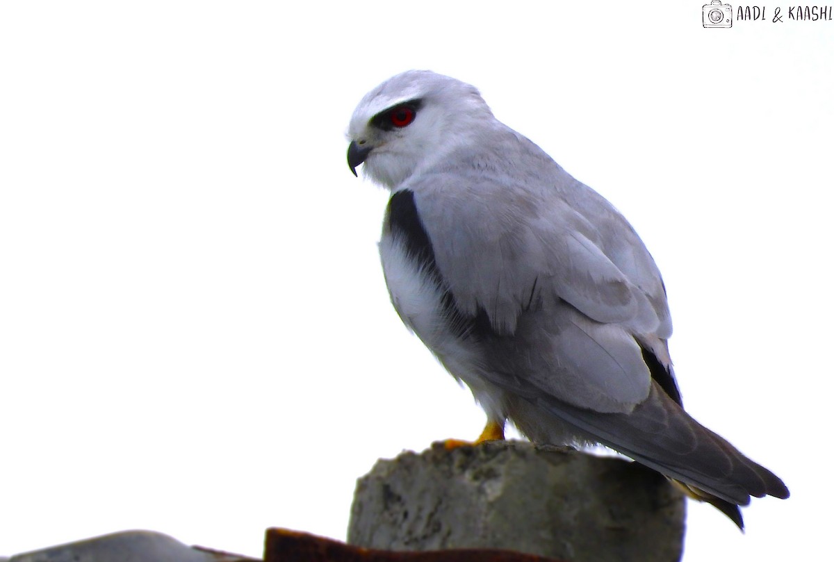 Black-winged Kite - ML613108986