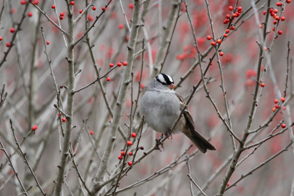 White-crowned Sparrow - ML613108991