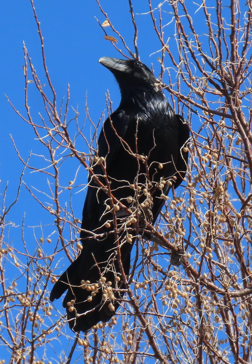 Common Raven - Mark Romero