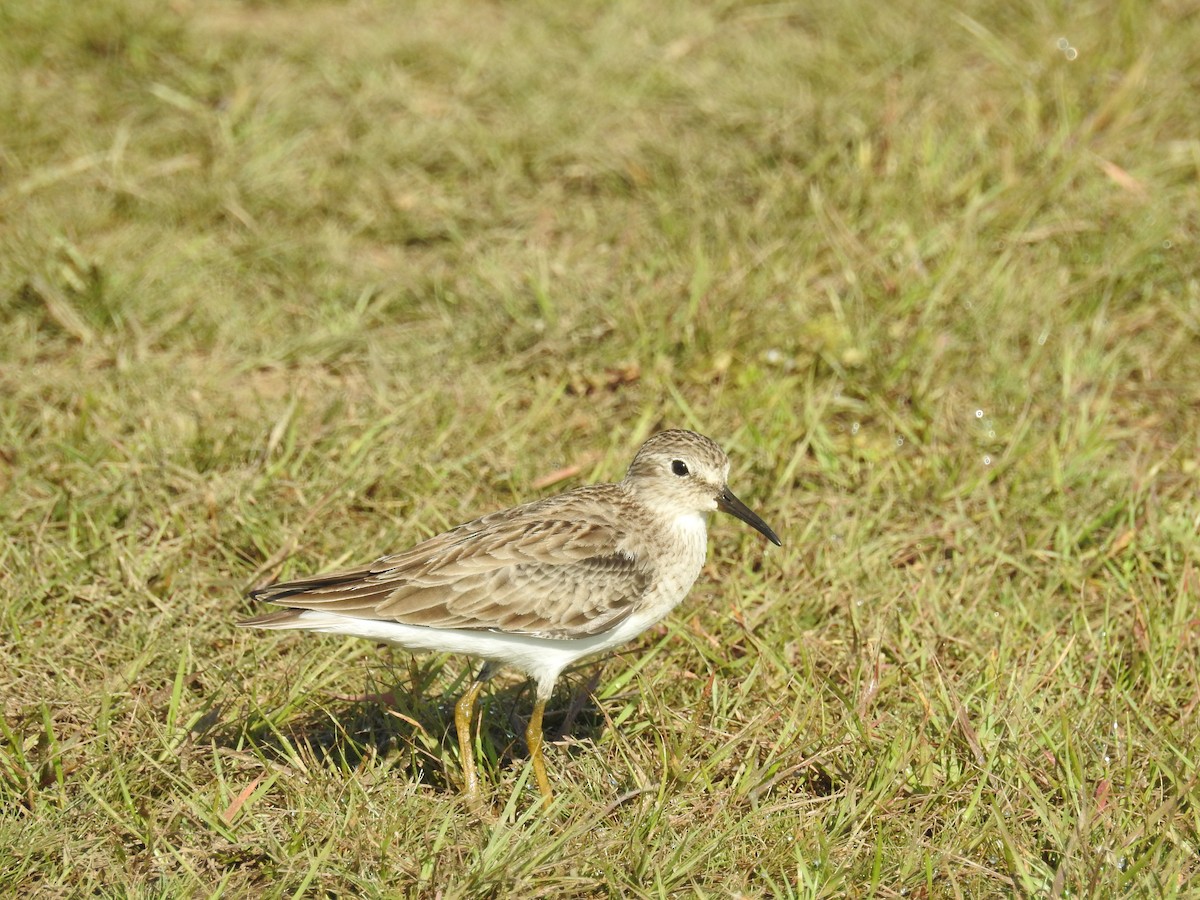 Least Sandpiper - ML613109016