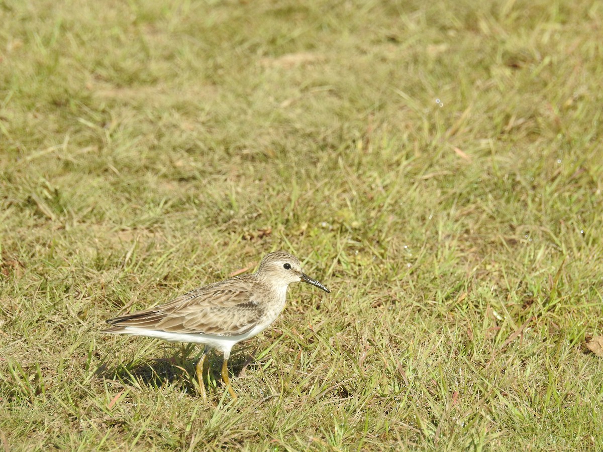 Least Sandpiper - ML613109017