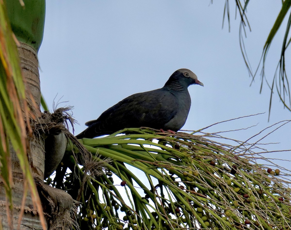 White-crowned Pigeon - ML613109019