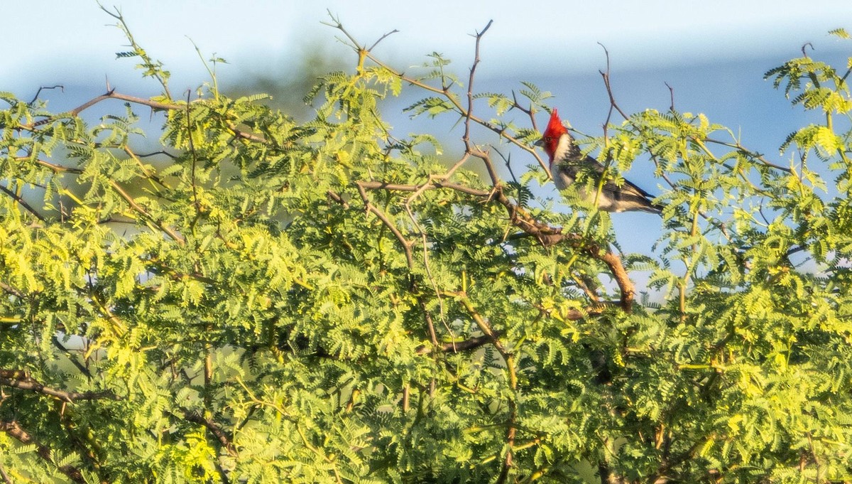 Red-crested Cardinal - ML613109104