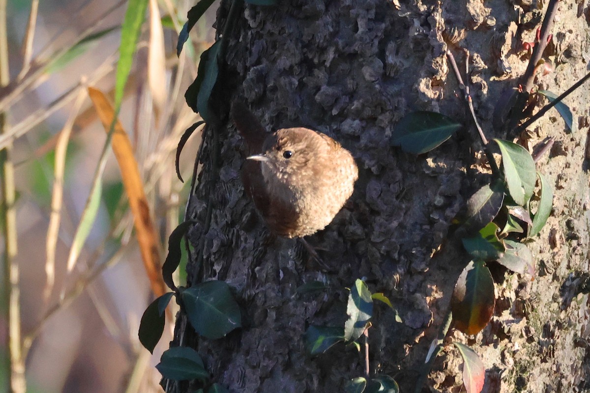 Winter Wren - Stan Chapman