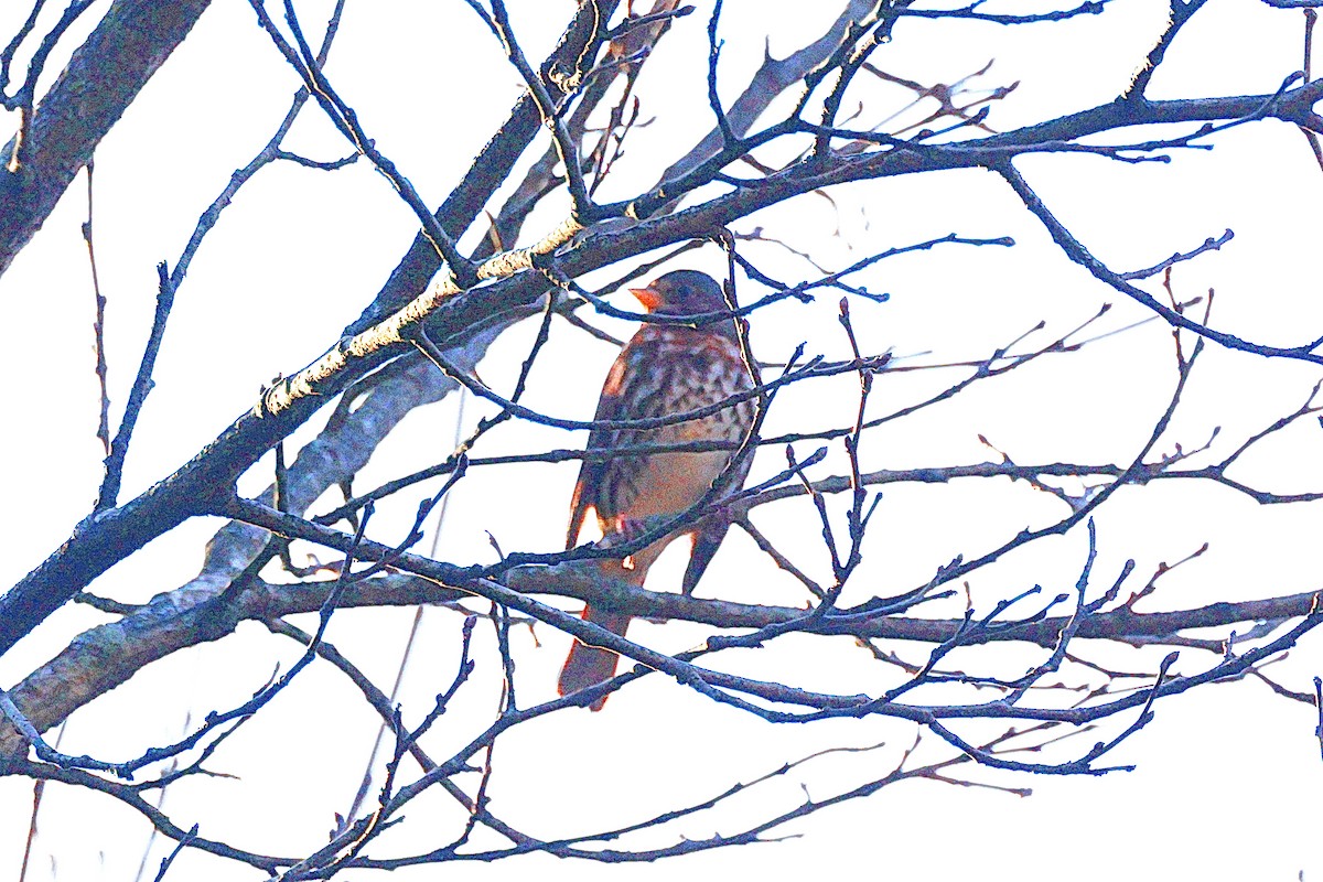 Fox Sparrow - ML613109283