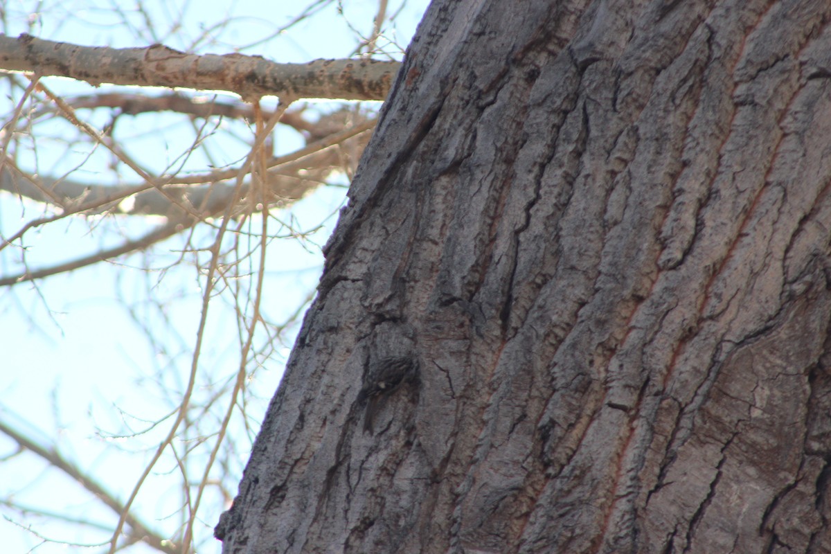 Brown Creeper - ML613109371