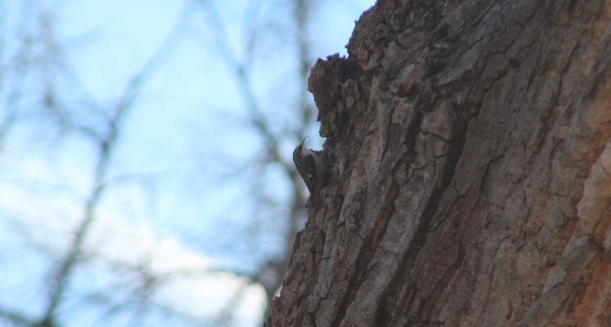 Brown Creeper - ML613109411