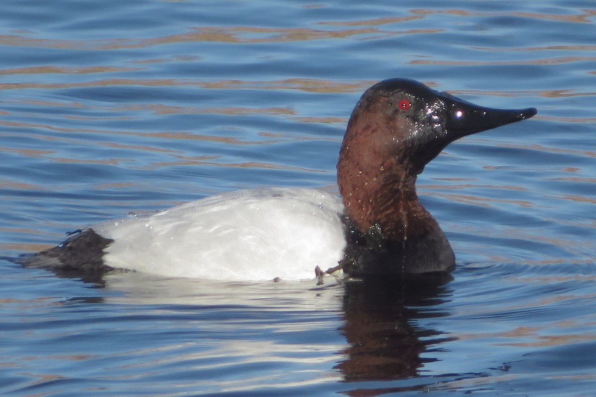 Canvasback - ML613109520