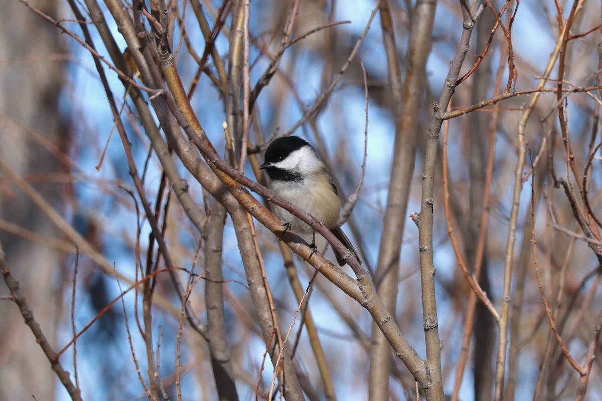 Black-capped Chickadee - ML613109530