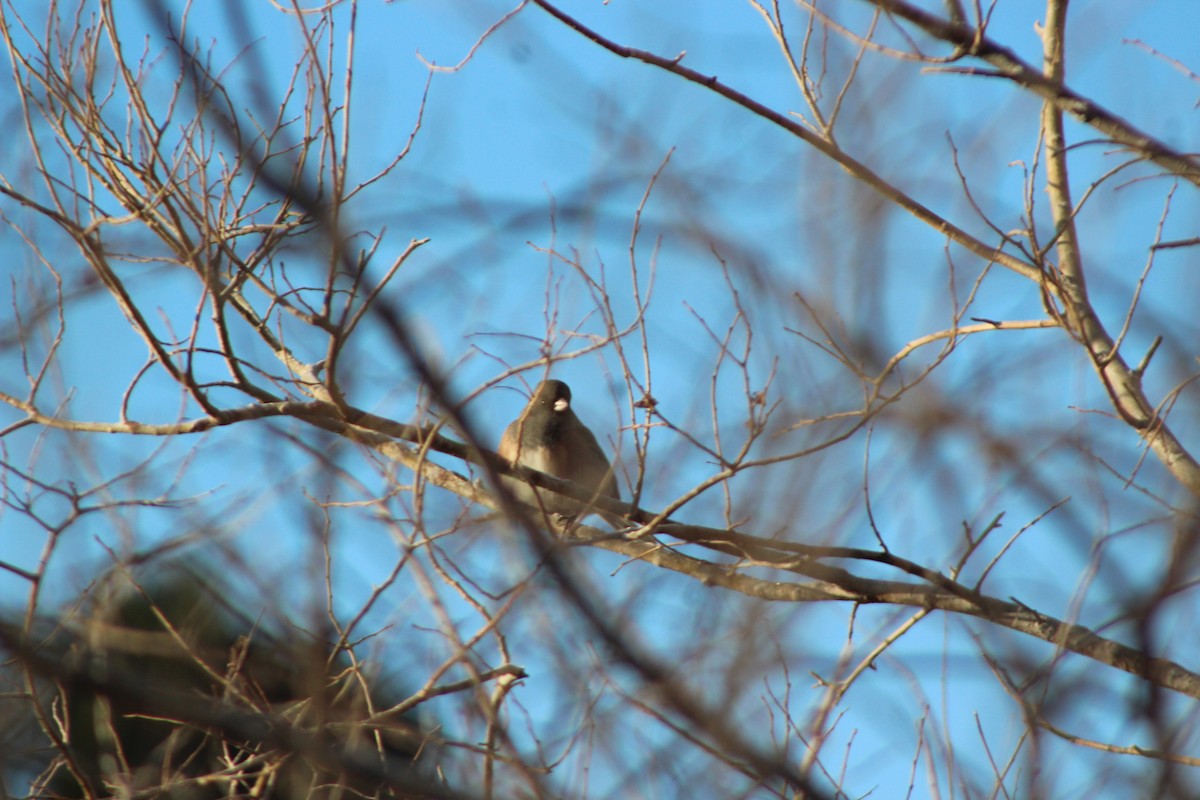 Dark-eyed Junco - ML613109555