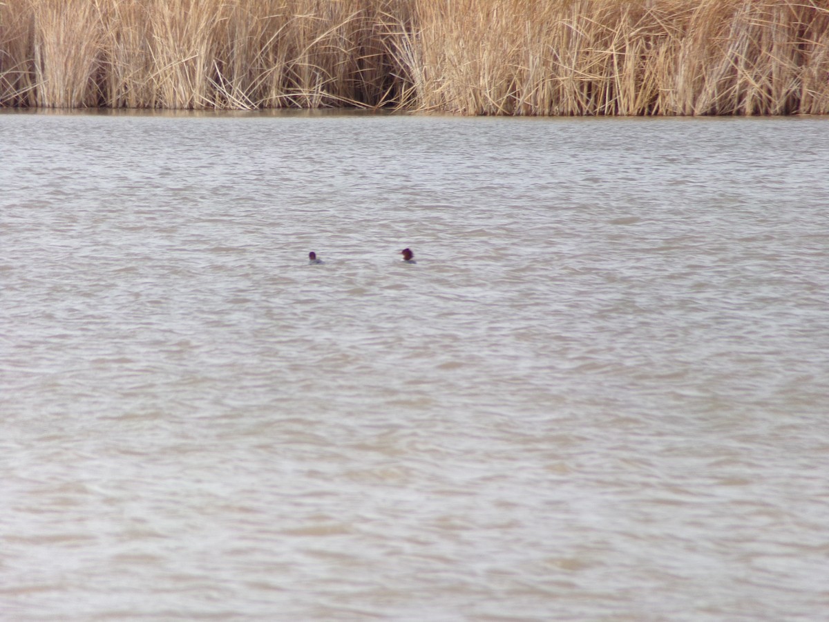 Common Merganser - ML613109557