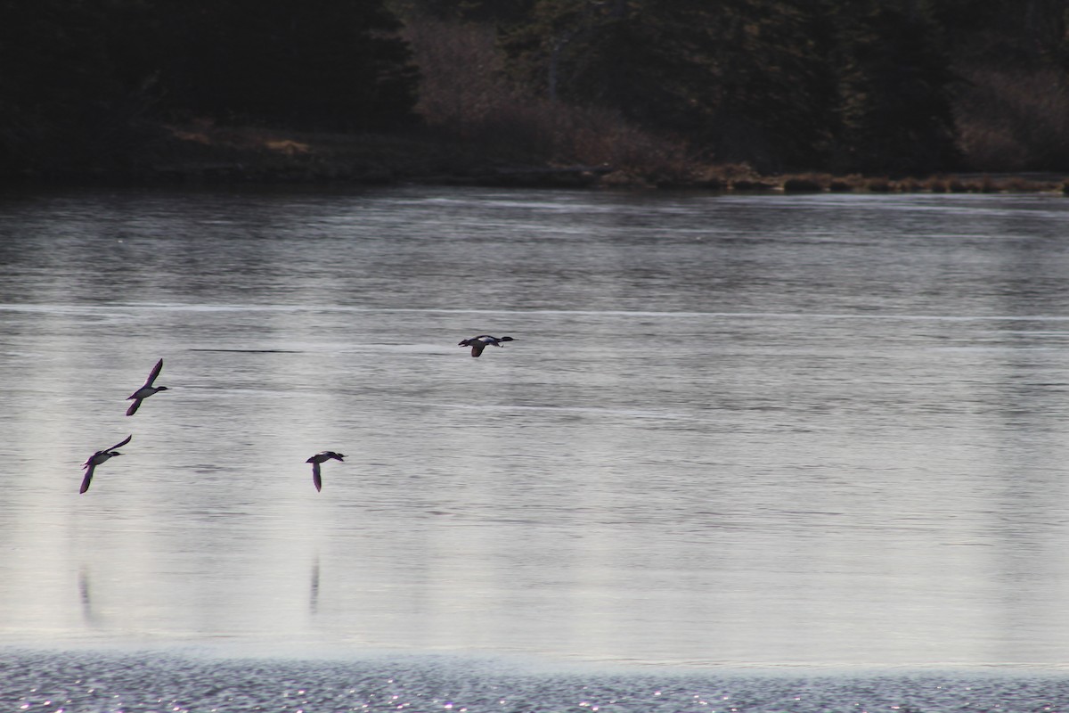 Red-breasted Merganser - ML613109577