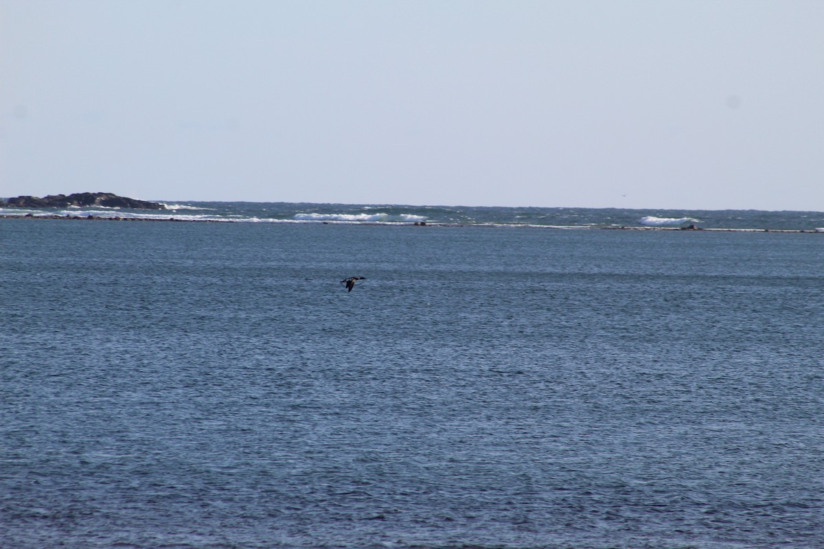 Red-breasted Merganser - ML613109578