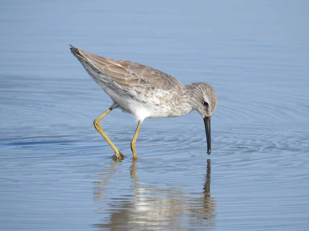 Stilt Sandpiper - ML613109598
