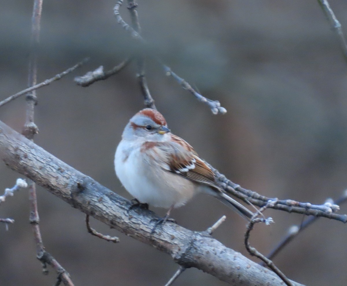 American Tree Sparrow - ML613109632