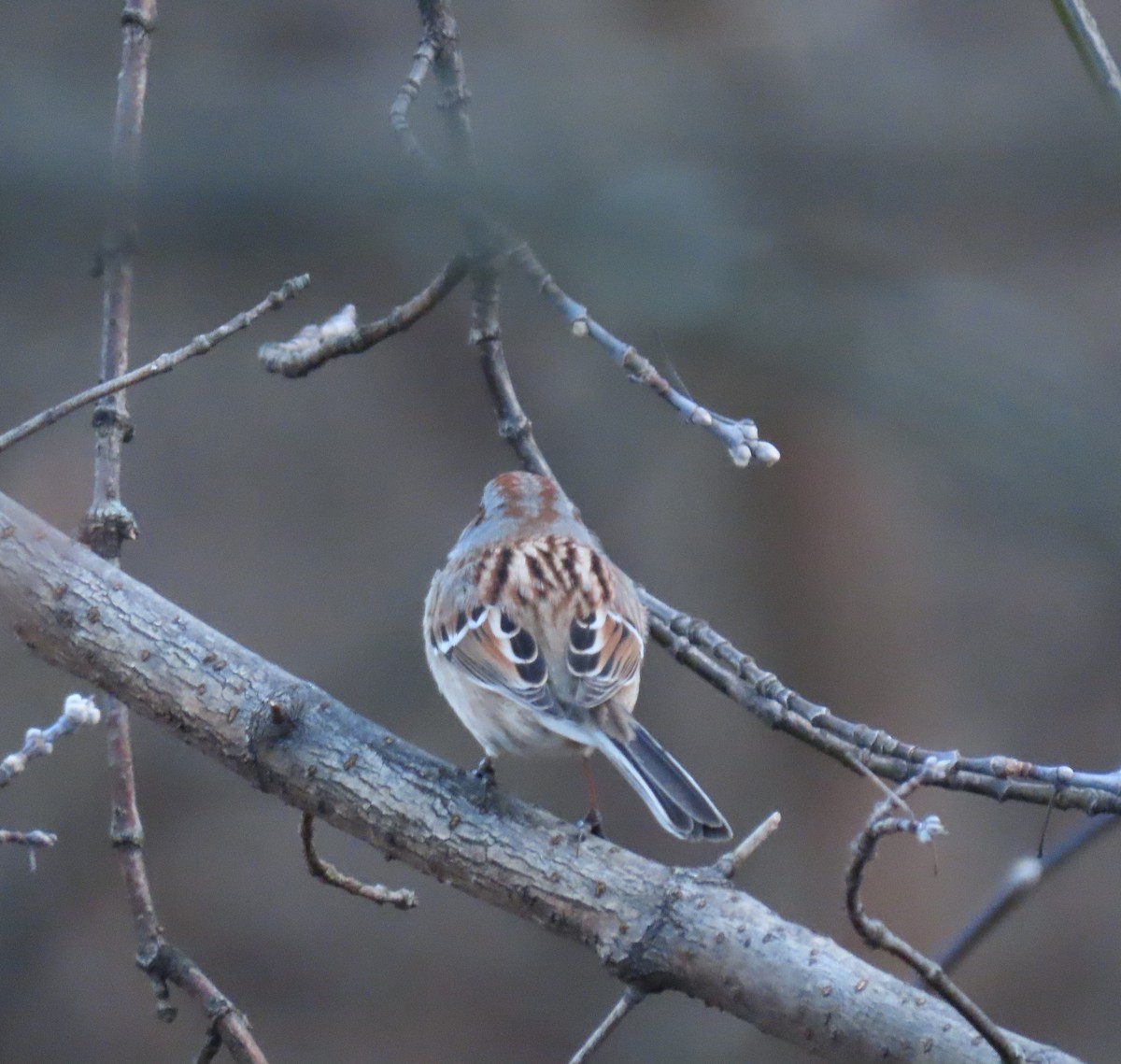 American Tree Sparrow - ML613109633