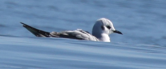 Bonaparte's Gull - ML613109669