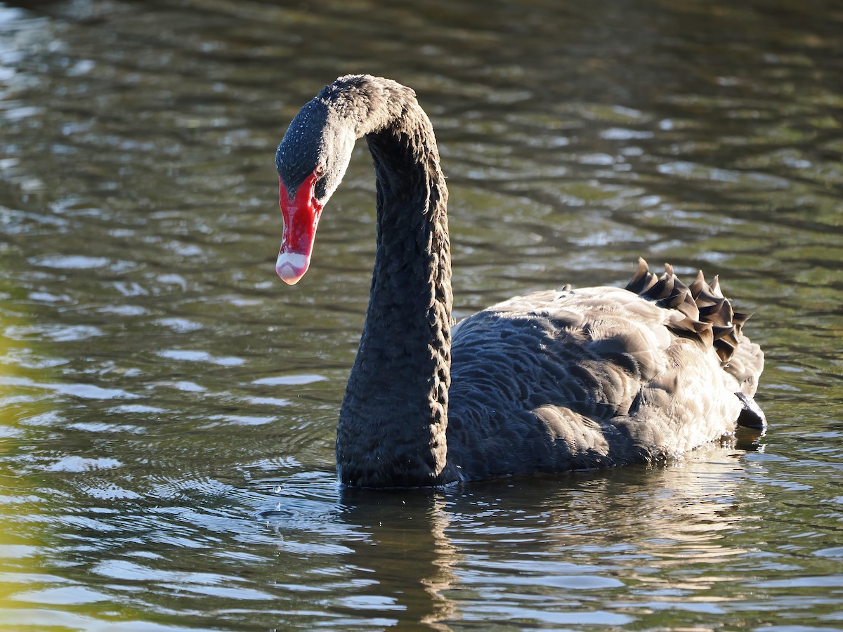 Black Swan - ML613109744