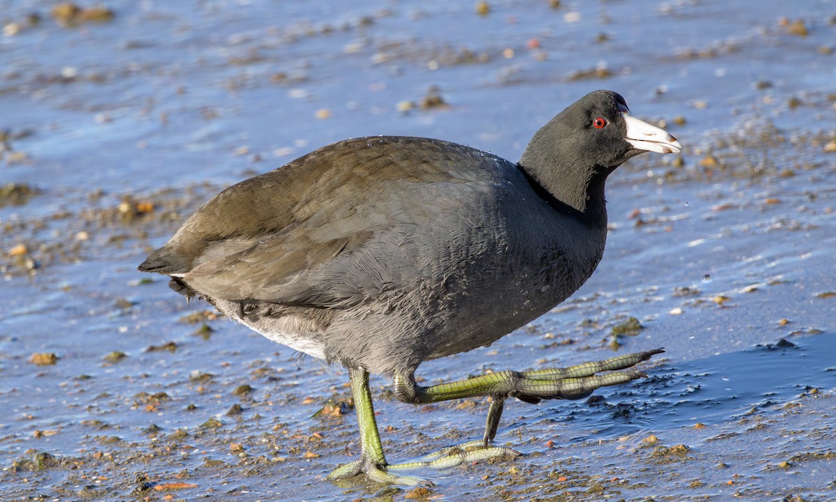 American Coot - ML613109748