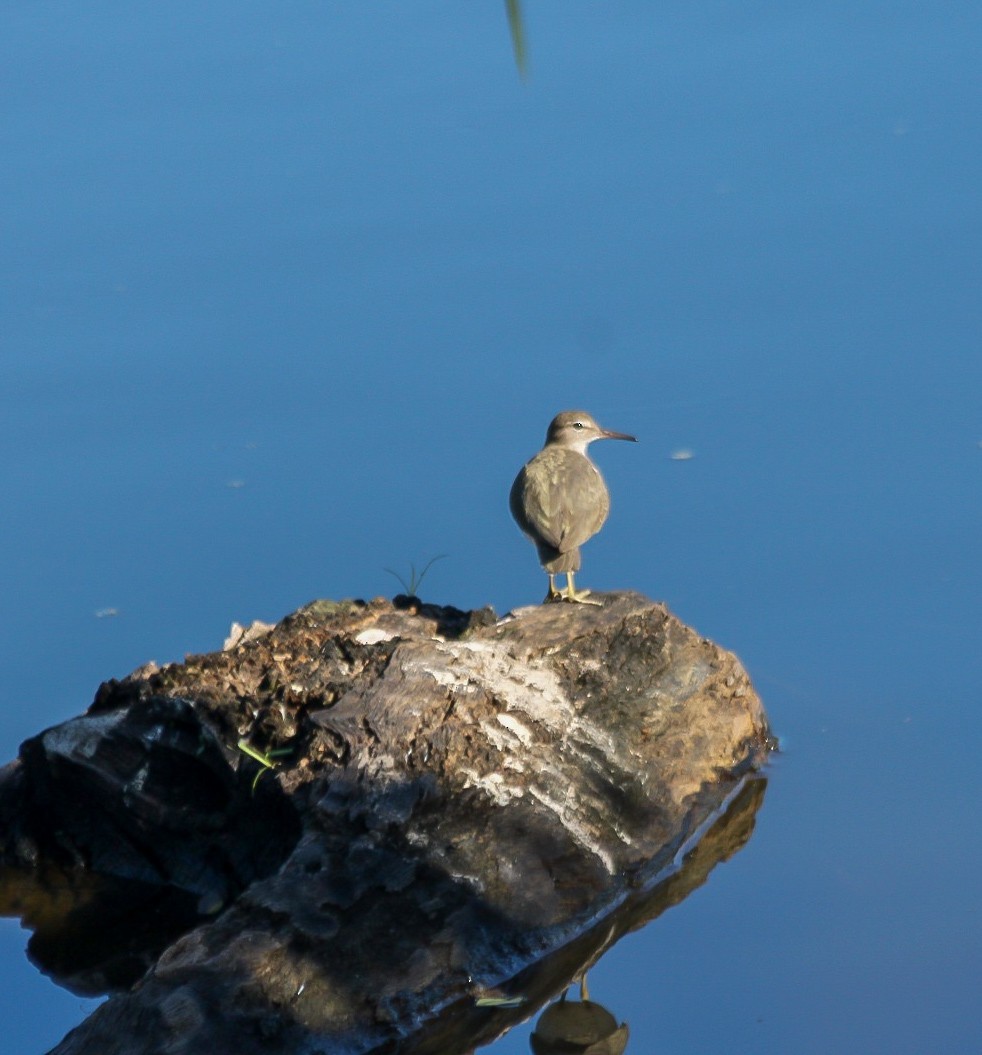 Spotted Sandpiper - ML613109750