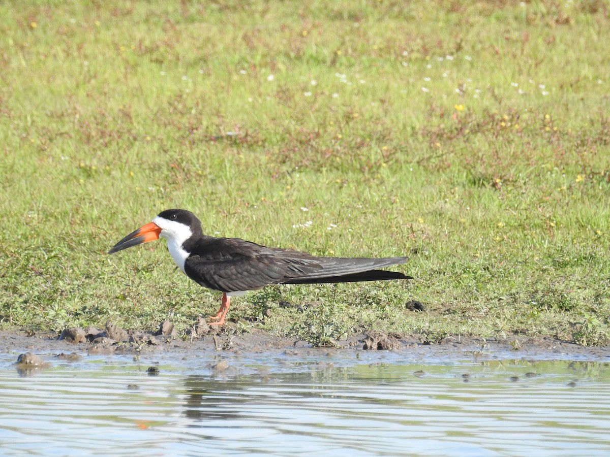 Black Skimmer - ML613109756