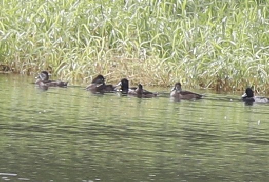 Ring-necked Duck - Sherman  Wing