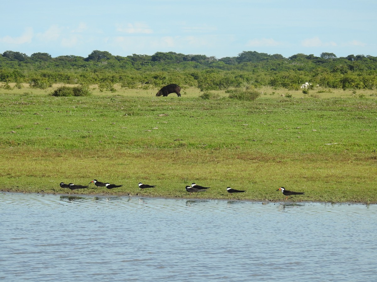 Black Skimmer - ML613109787
