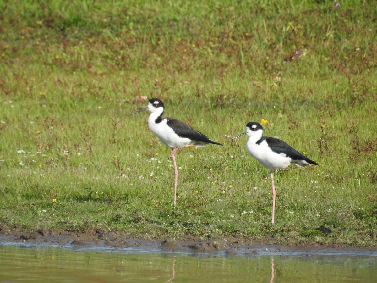 Black-necked Stilt - ML613109817
