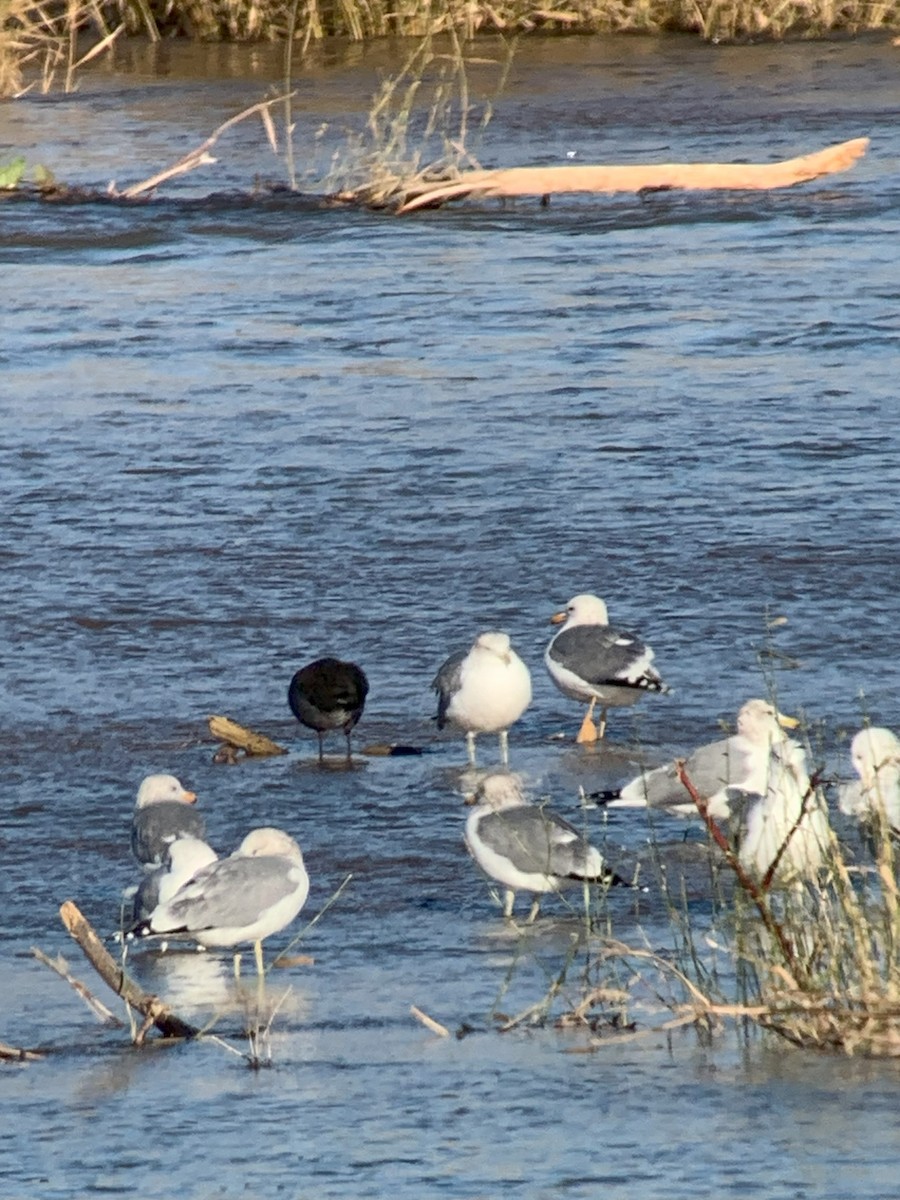 Yellow-footed Gull - ML613109849